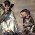A young long-tailed macaque holding a grape looks on in earnest at his older friend who gobbles down a larger bunch of grapes. Greedy macaque. (AP Photo/David Longstreath)