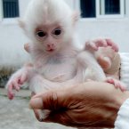 A newborn white macaque. Want! (ChinaFotoPress/Photocome/Press Association Images)