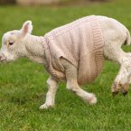 Jack Frost the lamb gears up for winter with a woolly jumper. He won't be paying any hefty heating bills this year. No way, no how. (Chris Ison/PA Wire)