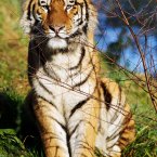 (Image: Dublin Zoo)