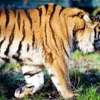 Strut. (Image: Dublin Zoo)