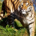 Keeping a watchful eye on the female tigers who he had already dominated. (Image: Dublin Zoo)