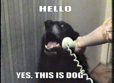 Hey dog, can't it wait until we're finished eating? 