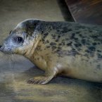Rosie the grey seal, recently nursed back to health by Tayo Park before being released into the wild.
Image: Simon McDermott/Photocall Ireland