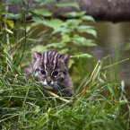This female Fishing Cat cub was new to the Park last autumn. The Fishing Cat is an endangered specie native to Thailand, Cambodia and India and is double the size of a domestic cat. 
Image: Simon McDermott/Photocall Ireland
