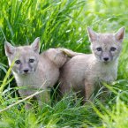 Corsac Fox cubs (born early May) scope out their new home at Tayto Park.
Image: Patrick Bolger