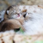  Eurasian Lynx kittens (born 7 days ago). The new additions to Tayto Park are happily snuggling in their new home.
Image: Patrick Bolger
Image: Patrick Bolger