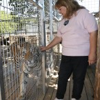 Carr pets Brutus the tiger through the wire of his cage, near the new home she has found for herself and Irwin.<span class=