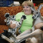 Christie Carr, center, attempts to hold Irwin the kangaroo, right, and Larsen, a baby tiger.<span class=