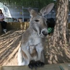 Christie watches Irwin the kangaroo.<span class=