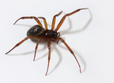 The false widow: 'will not jump at you from a web'.