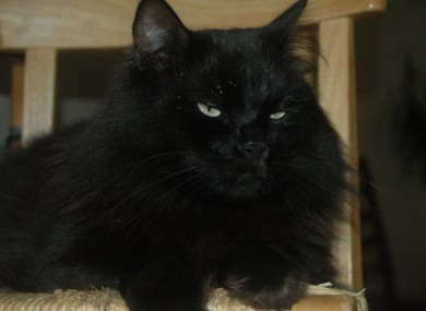 A black cat, similar to Shiny.