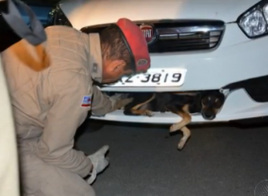 Victory, who suffered a broken leg, being rescued from the car bumper.