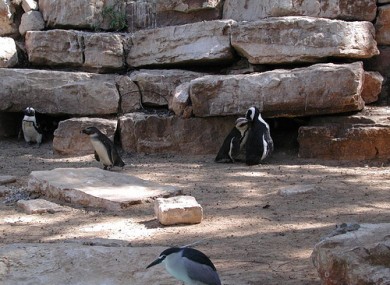 The penguin enclosure at Ramat Gan Safari Park. 
