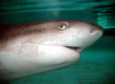 A broadnose sevengill shark, of the type that may have attacked Grant