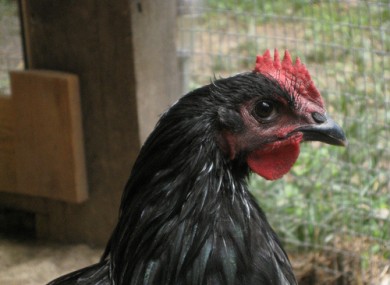 File photo of a suspicious-looking chicken
