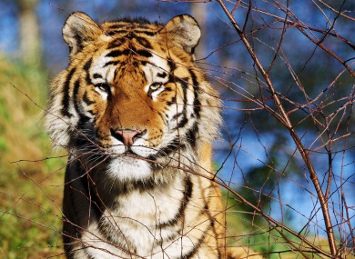 Imagine how unimpressed this tiger will be if you don't watch The Zoo.