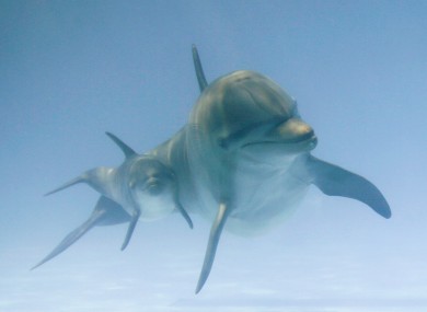 File photo of lovely dolphins. 