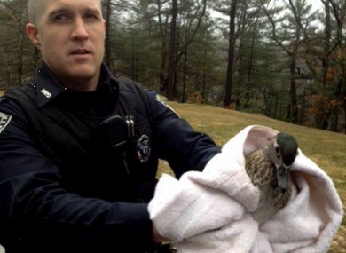 Look at the duck's guilty face. Look at it.