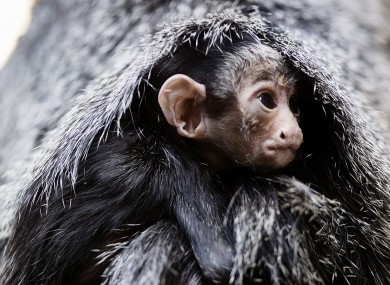Baby white faced saki at Dublin Zoo 