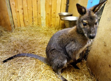 File photo of a cute lil' wallaby