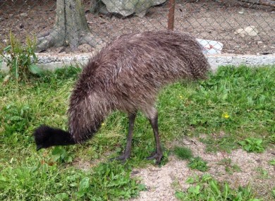 The missing emu
