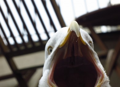 Ned O'Sullivan is not a fan of seagulls 