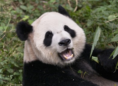 Panda at the Chungu centre (Not Ai Hin)