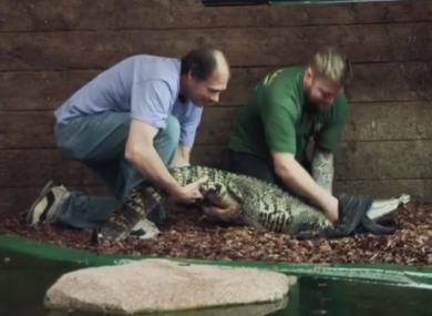 Transporting crocs. 