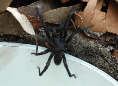 Funnel-Web spider