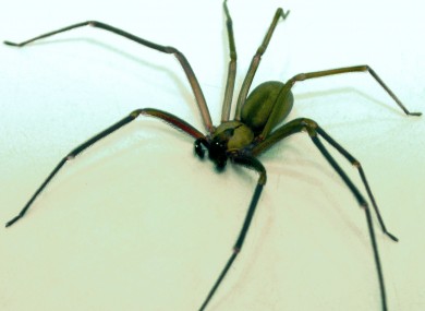 The brown recluse spider