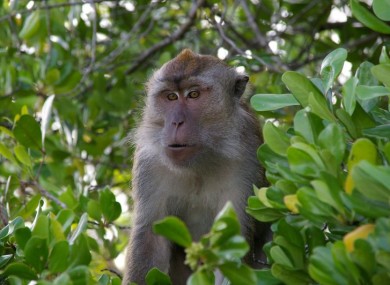 Long-tailed macaque