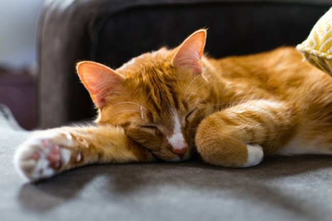 This cat knows how to sleep